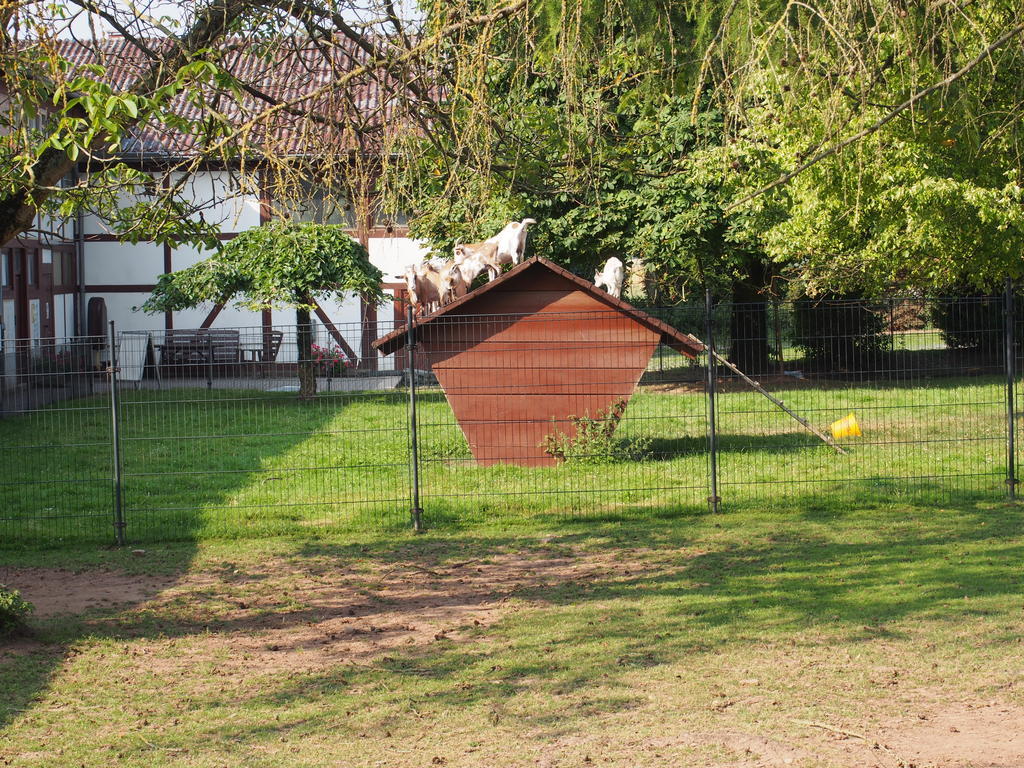 Gut Dankerode Apartment Exterior photo